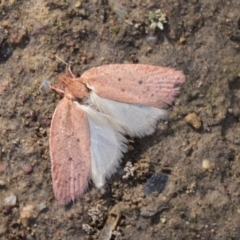 Garrha rubella (A Concealer moth) at Molonglo Valley, ACT - 30 Mar 2021 by AlisonMilton