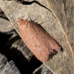 Garrha rubella at Molonglo Valley, ACT - 30 Mar 2021