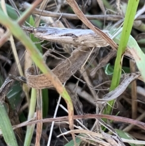 Tawhitia pentadactylus at Murrumbateman, NSW - 14 Apr 2021 05:24 PM