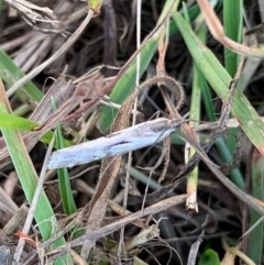 Tawhitia pentadactylus at Murrumbateman, NSW - 14 Apr 2021 05:24 PM