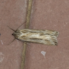 Ciampa arietaria (Brown Pasture Looper Moth) at Higgins, ACT - 14 Apr 2021 by AlisonMilton