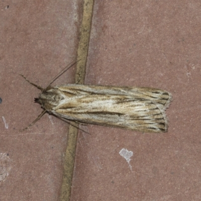 Ciampa arietaria (Brown Pasture Looper Moth) at Higgins, ACT - 15 Apr 2021 by AlisonMilton