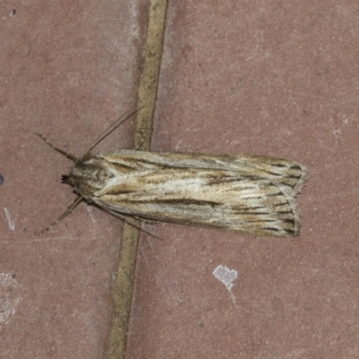 Ciampa arietaria (Brown Pasture Looper Moth) at Higgins, ACT - 14 Apr 2021 by AlisonMilton
