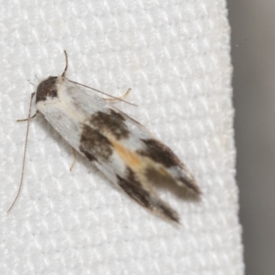 Oecophoridae (family) (Unidentified Oecophorid concealer moth) at Black Mountain - 8 Apr 2019 by AlisonMilton