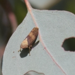 Brunotartessus fulvus (Yellow-headed Leafhopper) at The Pinnacle - 11 Apr 2021 by AlisonMilton