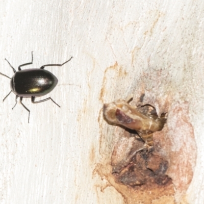 Chalcopteroides columbinus (Rainbow darkling beetle) at Downer, ACT - 8 Apr 2019 by AlisonMilton