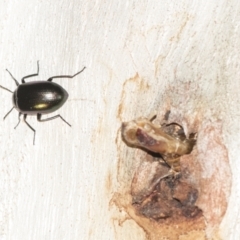 Unidentified Darkling beetle (Tenebrionidae) (TBC) at Downer, ACT - 8 Apr 2019 by AlisonMilton