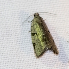 Meritastis pyrosemana (A Tortricid moth) at Black Mountain - 8 Apr 2019 by AlisonMilton