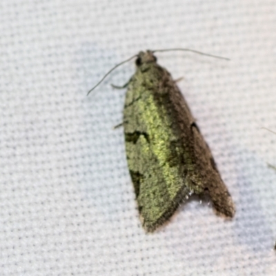 Meritastis pyrosemana (A Tortricid moth) at Black Mountain - 8 Apr 2019 by AlisonMilton