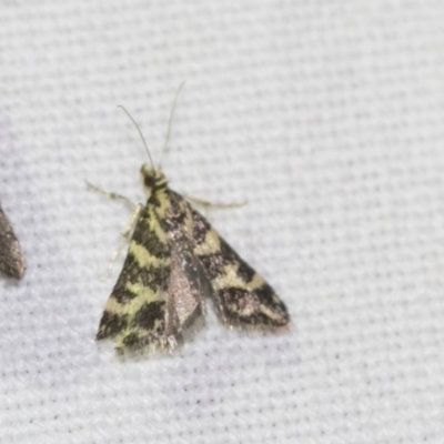 Scoparia spelaea (a Crambid moth) at Downer, ACT - 8 Apr 2019 by AlisonMilton