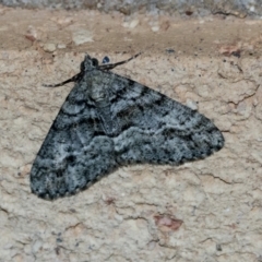 Lipogya eutheta (Grey Bark Moth) at Higgins, ACT - 6 Apr 2021 by AlisonMilton