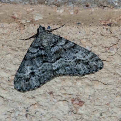 Lipogya eutheta (Grey Bark Moth) at Higgins, ACT - 5 Apr 2021 by AlisonMilton