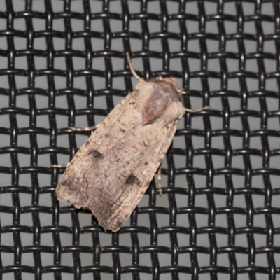 Proteuxoa tibiata (Horseshoe Noctuid) at Higgins, ACT - 22 Mar 2021 by AlisonMilton