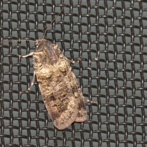 Agrotis porphyricollis at Higgins, ACT - 28 Mar 2021