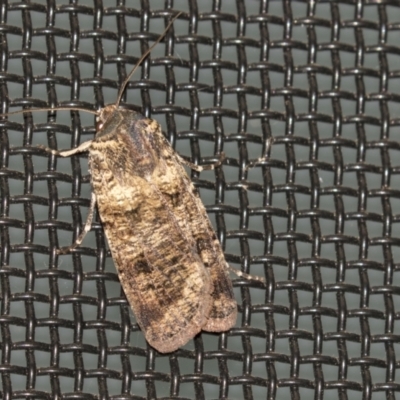 Agrotis porphyricollis (Variable Cutworm) at Higgins, ACT - 28 Mar 2021 by AlisonMilton