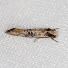 Monopis argillacea (A Clothes moth (Tineidae)) at Melba, ACT - 24 Feb 2021 by Bron