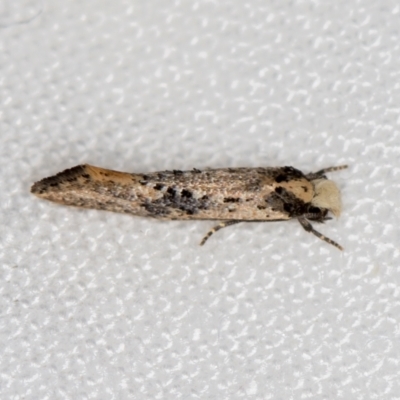 Monopis argillacea (A Clothes moth (Tineidae)) at Melba, ACT - 25 Feb 2021 by Bron