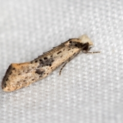 Monopis argillacea at Melba, ACT - 25 Feb 2021