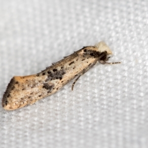 Monopis argillacea at Melba, ACT - 25 Feb 2021