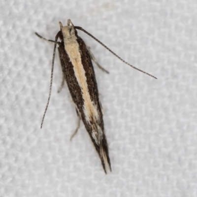 Elachista flammula (A Gelechioid moth (Elachistidae) at Melba, ACT - 25 Feb 2021 by Bron