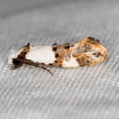 Monopis meliorella (Blotched Monopis Moth) at Melba, ACT - 24 Feb 2021 by Bron