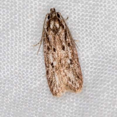 Gelechioidea (superfamily) (Unidentified Gelechioid moth) at Melba, ACT - 24 Feb 2021 by Bron