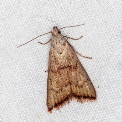 Callionyma sarcodes (A Galleriinae moth) at Melba, ACT - 25 Feb 2021 by Bron