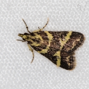 Scoparia spelaea at Melba, ACT - 25 Feb 2021