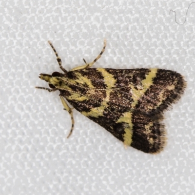 Scoparia spelaea (a Crambid moth) at Melba, ACT - 25 Feb 2021 by Bron