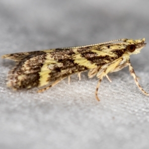 Scoparia spelaea at Melba, ACT - 25 Feb 2021