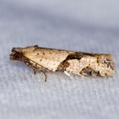 Merophyas therina (a Tortrix Moth) at Melba, ACT - 25 Feb 2021 by Bron
