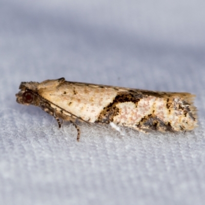 Merophyas therina (a Tortrix Moth) at Melba, ACT - 25 Feb 2021 by Bron