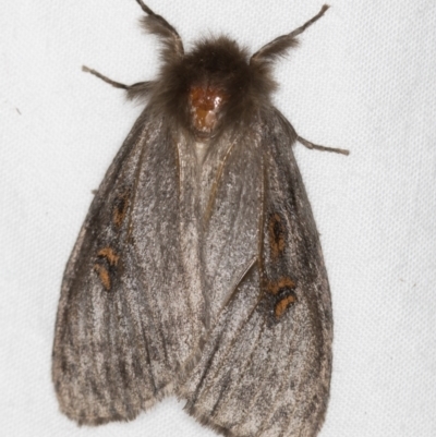 White Cedar Moth (Leptocneria reducta) · iNaturalist Australia