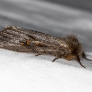 Leptocneria reducta at Melba, ACT - 27 Feb 2021 01:58 PM