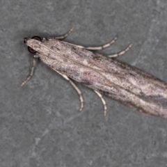 Meyrickiella homosema (Phycitine Moth) at Melba, ACT - 27 Feb 2021 by Bron