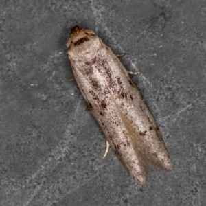 Blastobasis (genus) at Melba, ACT - 27 Feb 2021