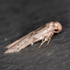 Blastobasis (genus) at Melba, ACT - 27 Feb 2021