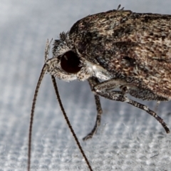 Oecophoridae (family) (Unidentified Oecophorid concealer moth) at Melba, ACT - 27 Feb 2021 by Bron