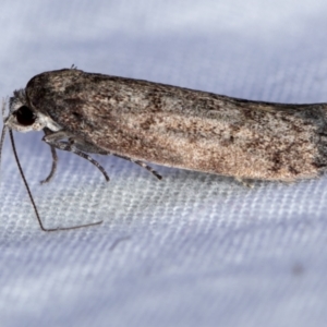 Oecophoridae (family) at Melba, ACT - 27 Feb 2021