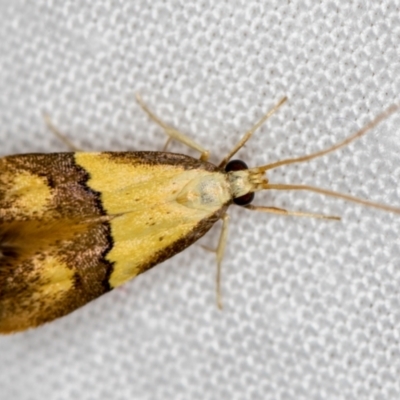 Crocanthes prasinopis (A Curved -horn moth) at Melba, ACT - 27 Feb 2021 by Bron