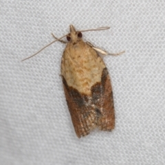 Epiphyas postvittana (Light Brown Apple Moth) at Melba, ACT - 27 Feb 2021 by Bron