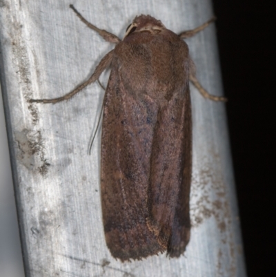 Proteuxoa porphyrescens (Red Noctuid) at Melba, ACT - 27 Feb 2021 by Bron