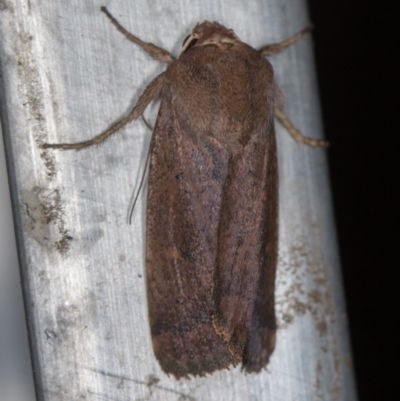 Proteuxoa porphyrescens (A Noctuid moth) at Melba, ACT - 27 Feb 2021 by Bron
