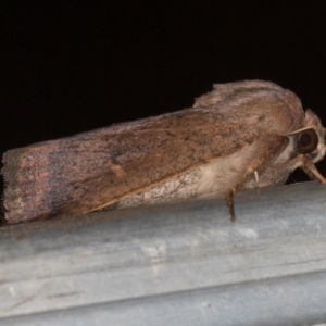 Proteuxoa porphyrescens at Melba, ACT - 27 Feb 2021 02:16 PM