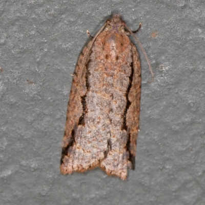 Meritastis undescribed species (A Tortricid moth) at Melba, ACT - 27 Feb 2021 by Bron