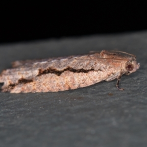 Meritastis undescribed species at Melba, ACT - 27 Feb 2021