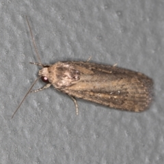 Athetis tenuis (Plain Tenuis Moth) at Melba, ACT - 27 Feb 2021 by Bron