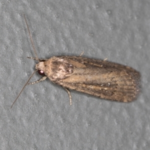 Athetis tenuis at Melba, ACT - 27 Feb 2021 02:13 PM