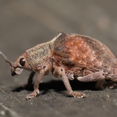 Gonipterus sp. (genus) (Eucalyptus Weevil) at Downer, ACT - 16 Apr 2021 by TimL