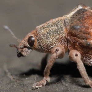 Gonipterus sp. (genus) at Downer, ACT - 16 Apr 2021